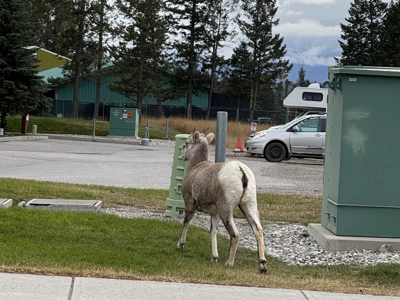 Radium Hot Springs — photo 2