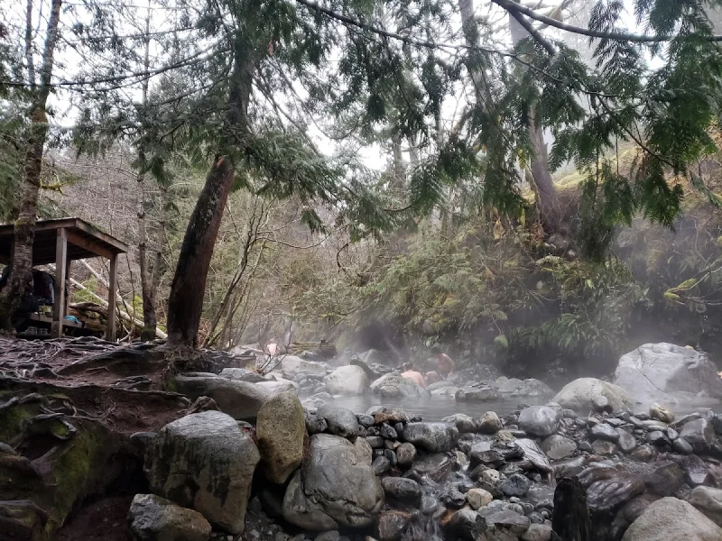 Steamy natural hot springs surrounded by dense evergreen forest