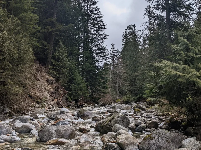 Stone-filled creek bed with dense evergreen forest and mountain air